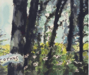 Hiyu Cornus