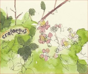 Hiyu Crataegus