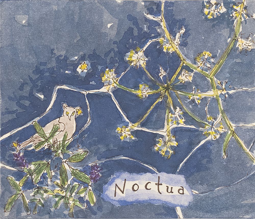 Hiyu Noctua