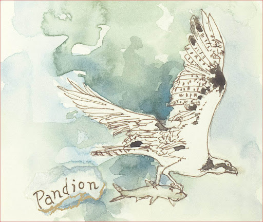 Hiyu Pandion